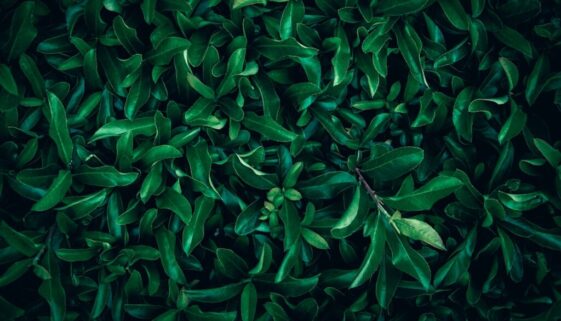 Greenwashing w kosmetykach: jak rozpoznać fałszywe „eko” claimy